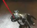 my Mum's new  boxer   puppy