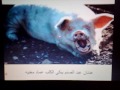 عدنان يبكي الخنزير عماد