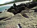 videos de Praia de palmas