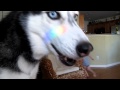 I love you, I want a walk! - Husky Dog Talking