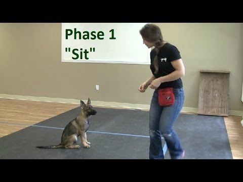 how to train k9 dogs