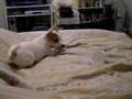 videos de Jack russell Mr. Caio