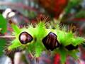 Green spiky saddle back caterpillar