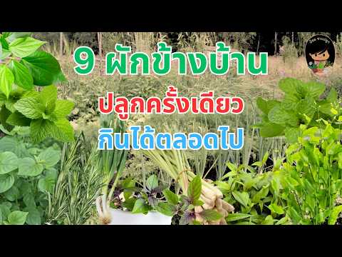 9 ผักข้างบ้าน ปลูกครั้งเดียว กินได้ตลอดไป Ep.1