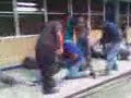 cch azcapo the jokers u d  charrito al saba