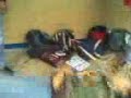 cch azcapo the jokers u d  charrito al saba