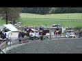 FOR SALE: 16H Appendix Hunter Jumper Equitation Horse