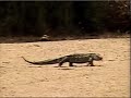 Rock monitor lizard and baboons
