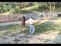 Gaited Mule - Sassy Pt. 2