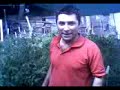 como plantar apio