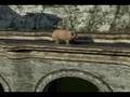Skater Pig