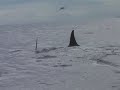 (Check settings at '480p') A film of a pod of 20 Orcas attacking a Minke Whale in Skjálfandi Bay on 23/07/08. This rare footage was filmed while on a whale watching trip with North Sailing from Husavic.