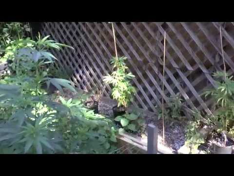 how to replant picked flowers