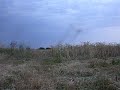 mosquitoes