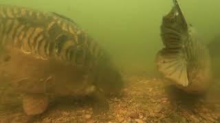 Видео: Универсален готов монтаж Fox Edges Super Wide Gape Chod Rig