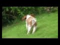 Max, the Welsh Springer Spaniel