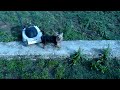 Click here to watch this video Pukis.avi