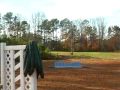 For Sale 7 year old Swedish Warmblood