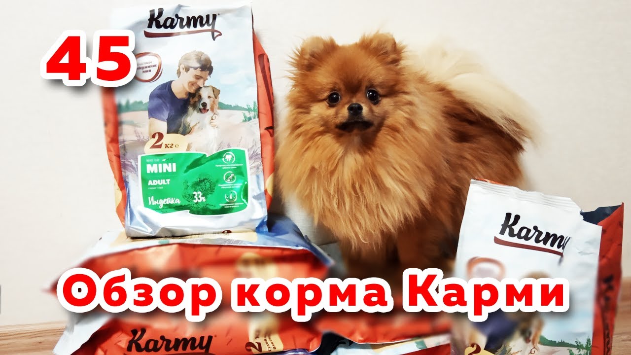 Шпиц пробует корм Карми для собак, обзор корма Karmy, отзыв о сухом корме Карми для собак