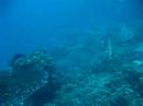 Alona Beach Batfish ?????