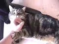 My Cat My Cat