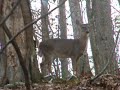 Whitetail Doe Whitetail Doe