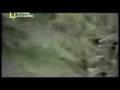 Bigfoot - Goat Mountain, stan Oregon, USA, listopad 1996