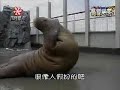 Walrus sit ups! Walrus sit ups!