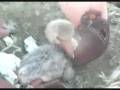 videos de Newly hatched Flamingo at Flamingo Island