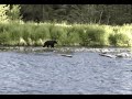Alaska Wildlife