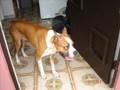videos de Todo sobre los boxer
