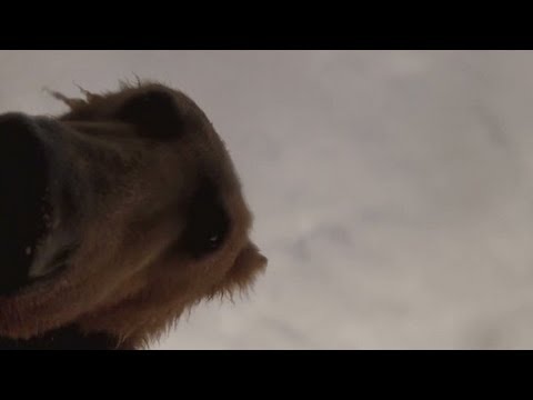 Watch grizzly bear try to eat camera