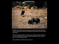 kevin carter\ kevin carter\