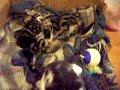 Kung Fu Kittens 1.mp4