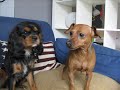 Zorro the king charles cavalier