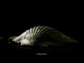 melancholy by darksinia