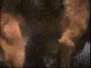 humping dog