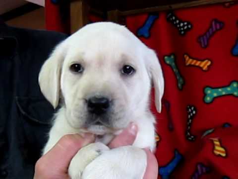 White Lab Puppy…Red Ribbon