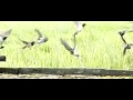 Jonge Boeren Zwaluwen verstoort door Valk; Wegwezen!