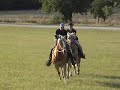 Galopp zur Weide