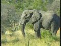 Elephant With Deformed Tusk