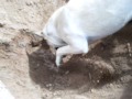 Crazy digging dog