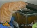 Video divertenti sui gattini a paperissima