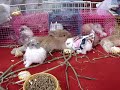 Rabbits @ Chatuchak weekend market Rabbits @ Chatuchak weekend market