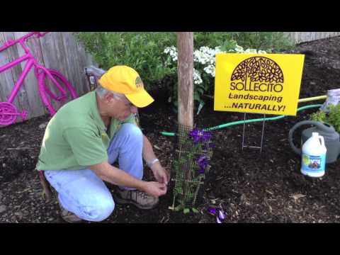 how to train zucchini to climb