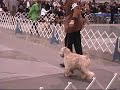 Rose City Classic Wheaten Terriers 08 (Part 2)