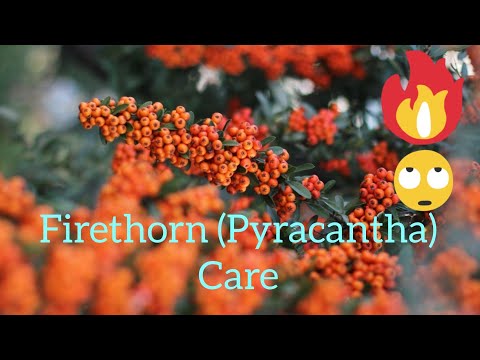 how to grow pyracantha from cuttings