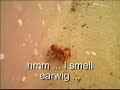 Earwig\ Earwig\