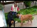 \"Face\" rottweiler with kid
