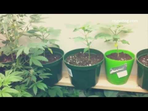 how to transplant my cannabis plant